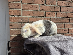 Lucy 3 Jahre alt sucht