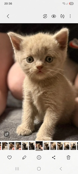 Wunderschöne Britisch Kurzhaar (BKH)-Kitten suchen ein liebevolles Zuhause