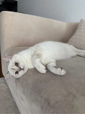 Britisch Kurzhaar bkh katze 