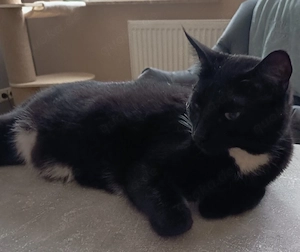 Lieber Kater
