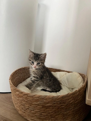 Zwei liebe Geschwisterkatzen suchen ein liebevolles Zuhause