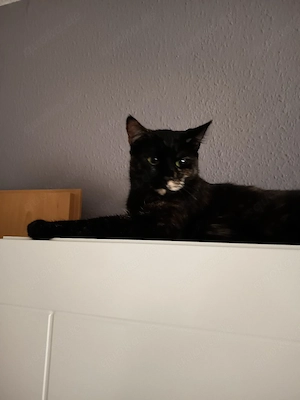 Main Coon Britische Kurzhaar Mix 