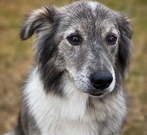 Monty - sucht Menschen mit Herz!