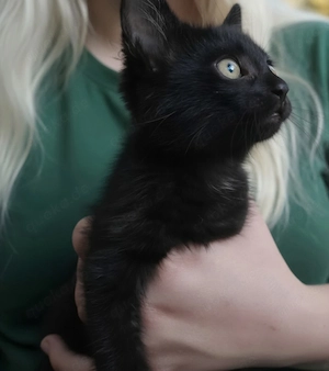 12 wochen alte Katze