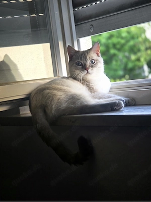 BKH Katze Schweren Herzens abzugeben 