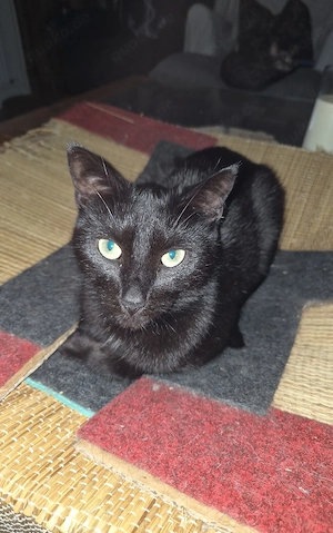 Europäische Hauskatze