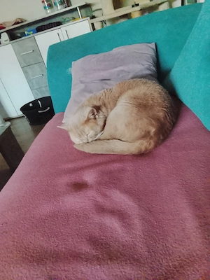 Kater zu verkaufen BKH 