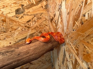 Weibliche Kornnatter  Fire  het Lava (Pied Line) mit Herkunftsnachweis
