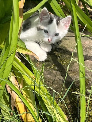 Süße Babykatzen ab 18. August in liebevolle Hände abzugeben