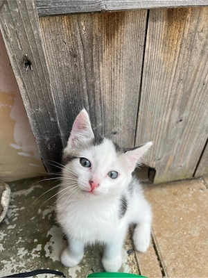 drei kleine Katzen abzugeben
