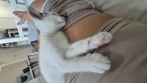 Kater abzugeben 12 Wochen 