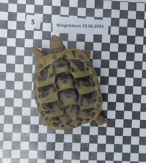 2 Griechische Landschildkröte Testudio Hermanni Boettgeri Nachzucht 2022