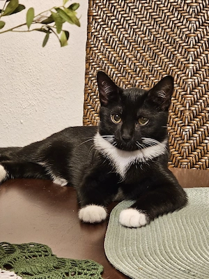 Süße Katzenbabys suchen ein Zuhause