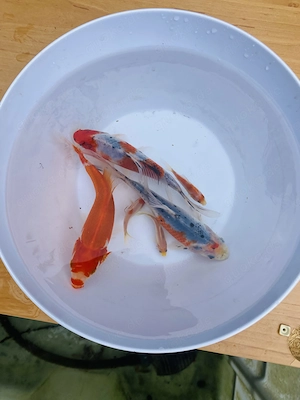 Goldfische Shubunkin von Privat 