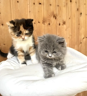 Bkh Kitten, reinrassig und zutraulich 