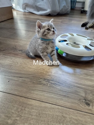BKH Kitten