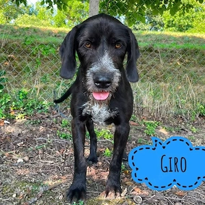 Giro, wunderhübscher Deutsch Drahthaar Mix