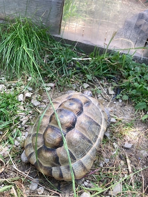 Maurische Landschildkröte 2017