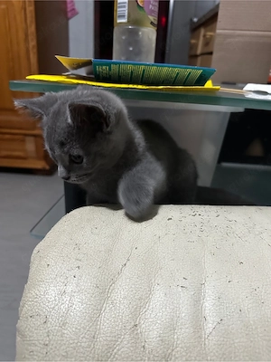 Britisch Kurzhaar-Kater , 3 Monate al