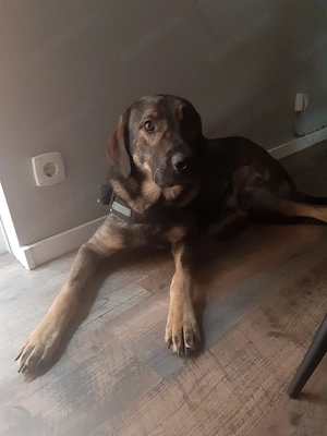Tyson LabradorSchäferhund 1 Jahr sucht liebe volle familie 