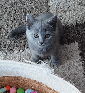 Bkh Kitten reinrassige abholbereit 