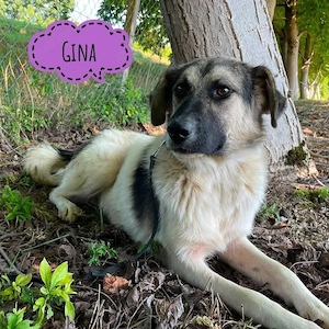 Gina, bildhübsche, liebe und etwas schüchterne Mischlingshündin, Bracke, SH, Tornjak