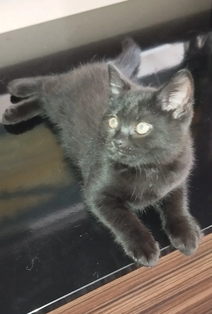 Bkh Kitten blau und schwarz 