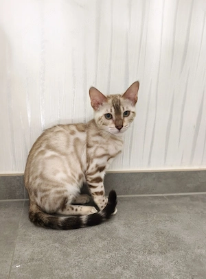 Bengal-Zuchtkatze Seal Mink Spotted Tabby mit TICA Cats Stammbaum