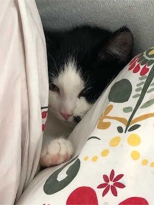 (Bauernhof) Kater  