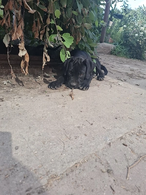 Cane Corso Welpen 