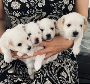 Maltipoo-Welpen aus liebevollem Familienwurf 4 Hündinnen und 1 Rüde
