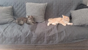 verkaufe 2 Europäische kurzhaar kitten 