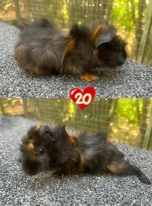 Meerschweinchen Männchen