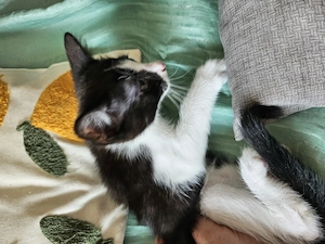 Katzenbabys suchen ein zuhause