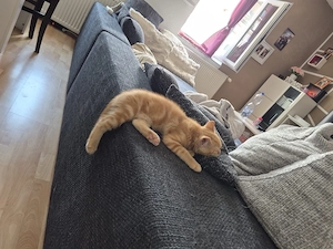 BKH Kitten Orange weibchen 