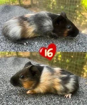 Meerschweinchen Babys