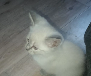 BKH Mischling kitten 