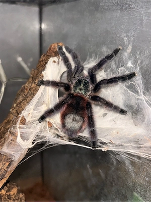 Vogelspinne C. Versicolor