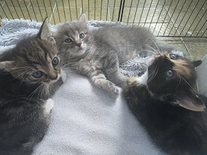 Wunderschöne Maine Coon Mix Kitten suchen ein liebevolles Zuhause