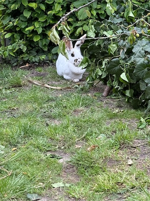 Kanninchen (2 Weibchen)