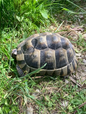 Maurische Landschildkröten 2021