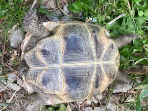 Maurische Landschildkröten 2021