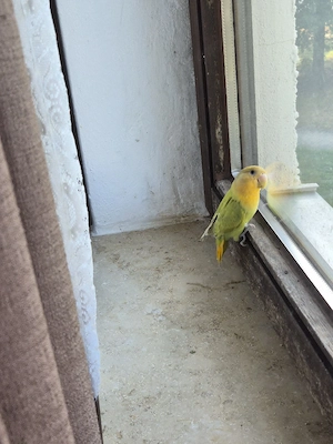 Rosenköpfchen Weibchen ca. 1 Jahr jung.