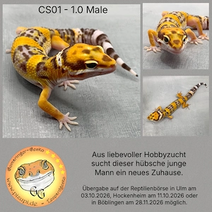 Leopardgecko - 1.0 Male