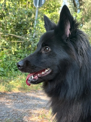 Großspitz sucht die Nadel im Heuhaufen