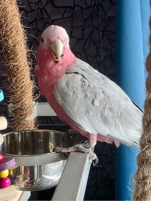 Ein Rosakakadu Pärchen