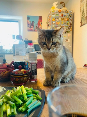 Britisch Kurzhaar Golden Tabby Kätzchen suchen sich ein neues zuhause 
