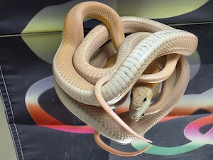Kornnatter 0.1 Coral Ghost Sunkissed Tessera Motley x Striped NZ 25