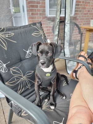 Hundebetreuung o. Gassy