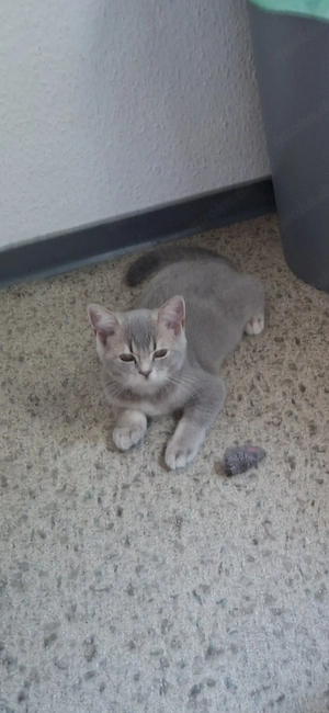 Hübsche junge BKH Kitte sucht ein neues Zuhause 